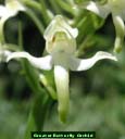 Greater Butterfly Orchid