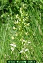 Greater Butterfly Orchid