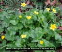 Marsh Marigold