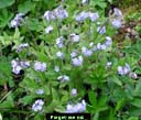 Field Forget-me-not