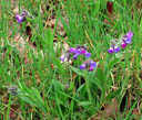lungwort