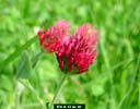 Red clover