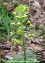 wood spurge