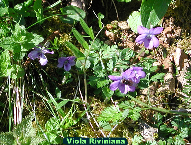 Common Dog Violet picture