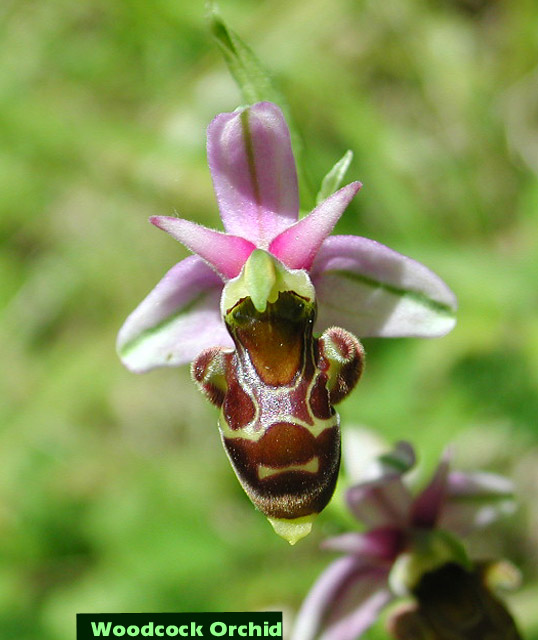 Woodcock Orchid picture